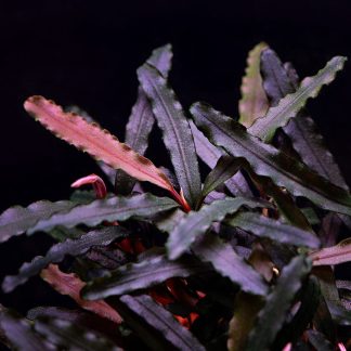 Bucephalandra sp. Catharina' - In Vitro Cup