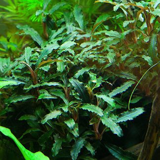 Bucephalandra sp. 'Red' - In Vitro Cup