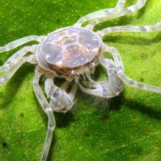 Limnopilos Naiyanetri