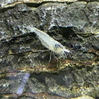 Amano Japonica white