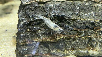 Amano Japonica white
