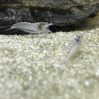 Amano Japonica White