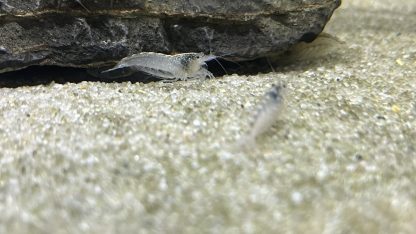 Amano Japonica white - Afbeelding 2