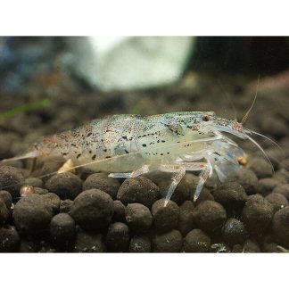 Filipijnse waaierhandgarnaal