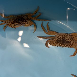 Parathelphusa Pantherina (pantercrab)