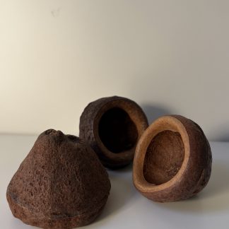 Chapeuzinho - Deksel van de paradijsnoot