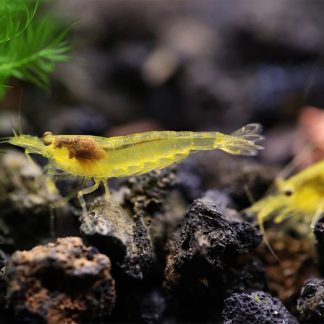 Cardina Multidentata Lime Yellow